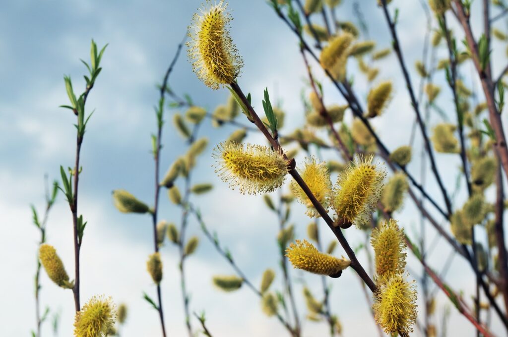 willow branches — ReConnective Therapy energy healing Vergennes Vermont