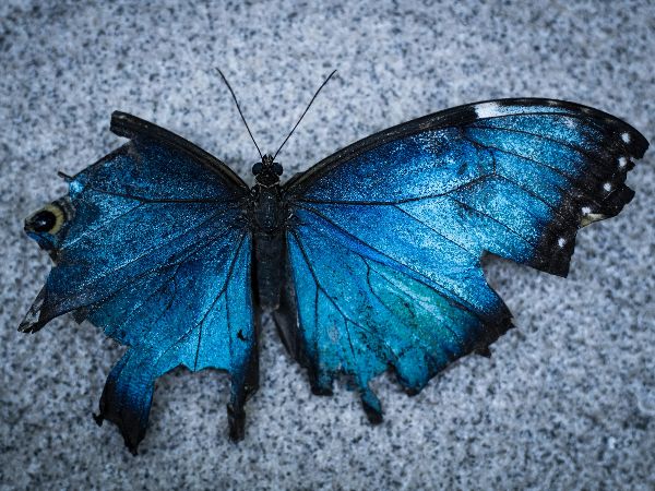 butterfly transformation — advanced integrative therapy trauma healing