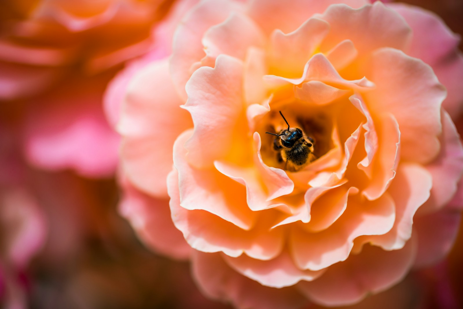 open orange flower representing yoni bliss