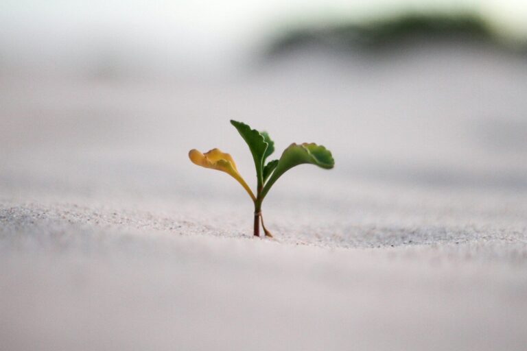 courage to heal trauma like a plant growing through snow