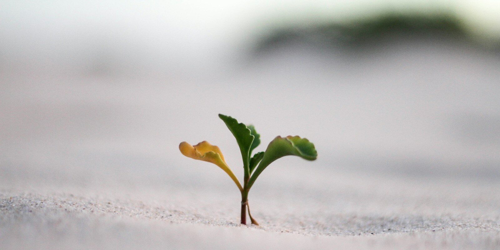 courage to heal trauma like a plant growing through snow