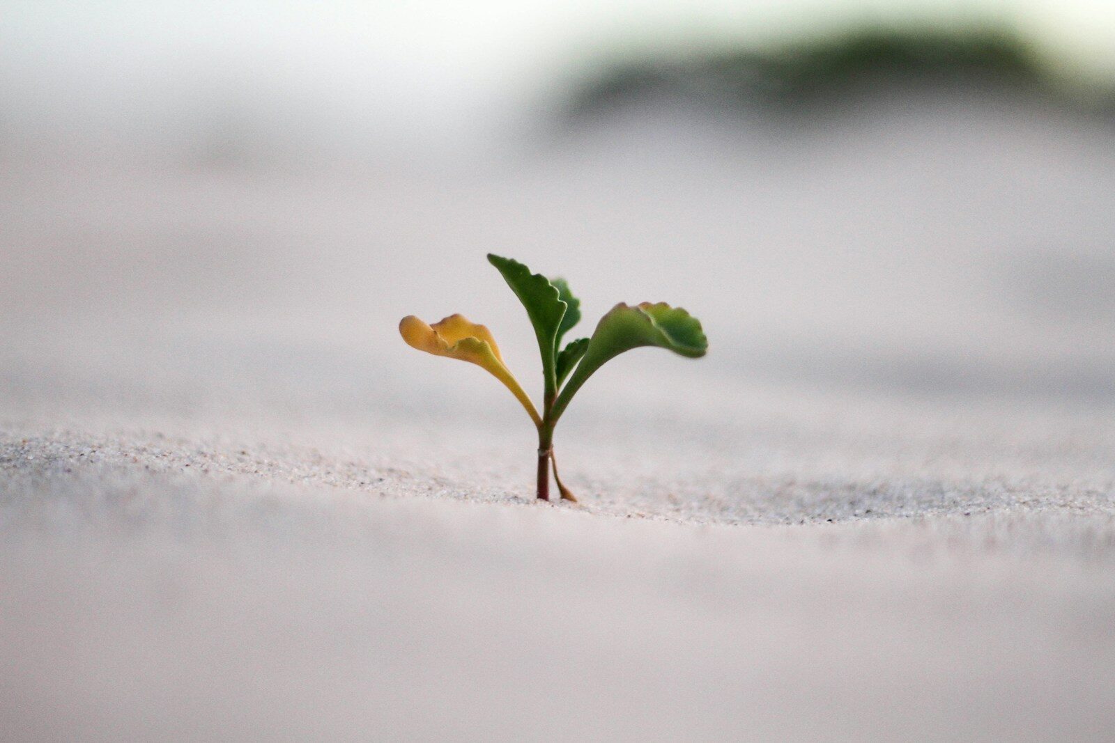 courage to heal trauma like a plant growing through snow